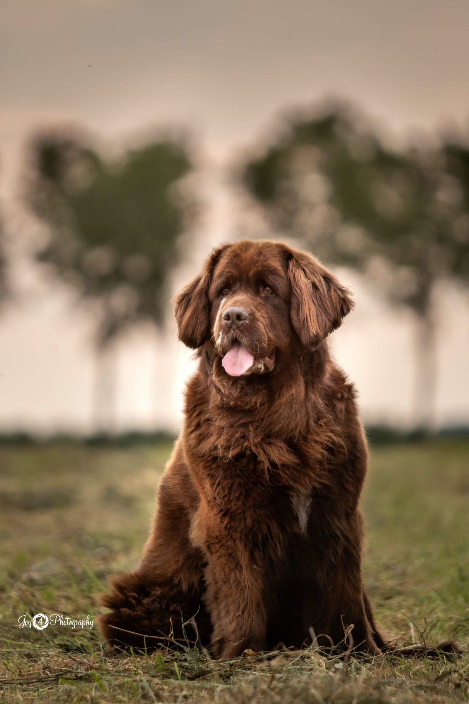 Noa-01-logo-scaled-1